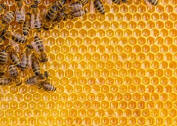 4 methods to construct buzz