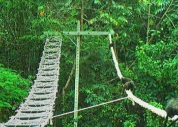 Conservationist builds bridges for Amazon monkeys