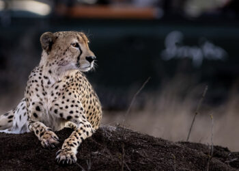 Tread Frivolously: How To Journey With Sustainability in Thoughts