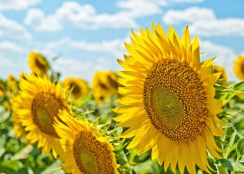 How Maslow’s Pyramid Powers Development at Work, College, and Past