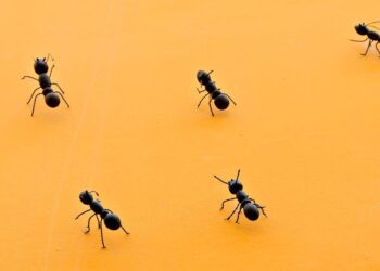 Driving massive outcomes with small buyer success workforce ways