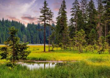 Joel Anderson’s Inventive Journey By means of the Nationwide Parks