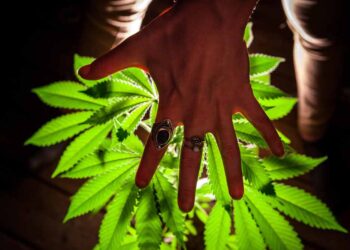 Hashish as a Instrument for Self-Data and Moral Dwelling