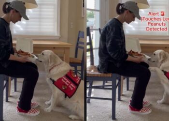 Meals Allergy Detection Canine reveals lifesaving abilities