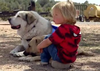 Hero canine rescue leads misplaced boy out of the wilderness