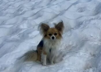 Loyal canine stood alone on a glacier till rescuers noticed him—and that’s how his proprietor was saved