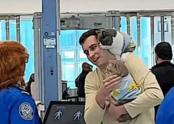 Man Shares Cat Coaching Ideas After Touring with 4 Pets