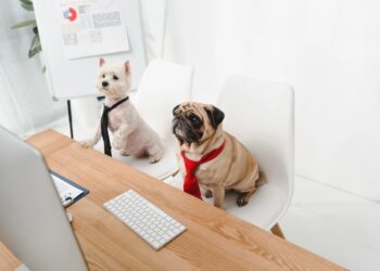 11 Jobs The place You Can Convey Your Pet to Work