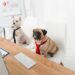 11 Jobs The place You Can Convey Your Pet to Work