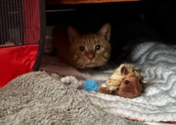 Grieving cat endures months of loneliness earlier than rescue