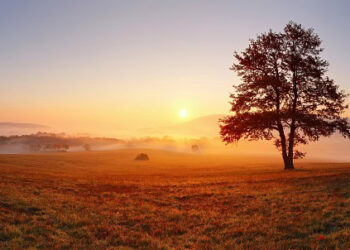 125 Optimistic Good Morning Quotes for a Nice Begin to Your Day