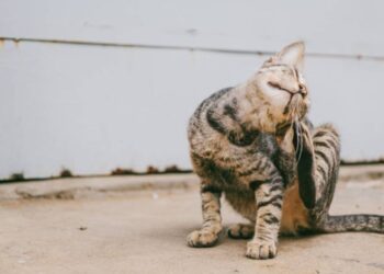 Vets reveal the hidden indicators of pet allergic reactions