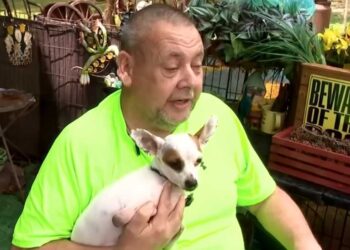How a two-legged Chihuahua saved his proprietor from a coronary heart assault