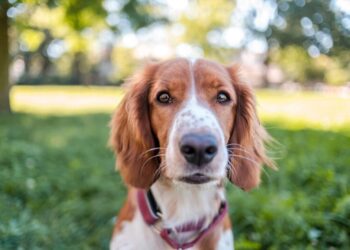 How We Make $12,000 a 12 months Canine Sitting From Residence
