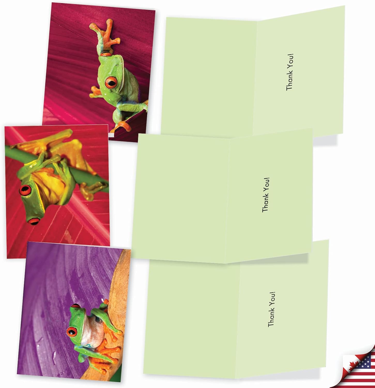 The Best Card Company - 10 Boxed Thank You Cards w/Envelopes, Animal Appreciation Stationery Set for Men Women Kids - Frog Days M9637TYG - Image 4