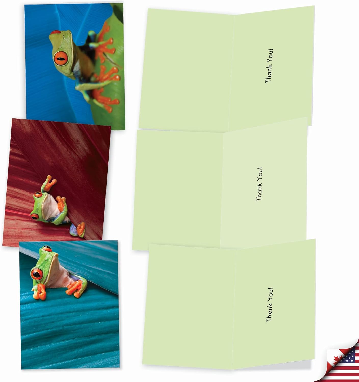 The Best Card Company - 10 Boxed Thank You Cards w/Envelopes, Animal Appreciation Stationery Set for Men Women Kids - Frog Days M9637TYG - Image 5