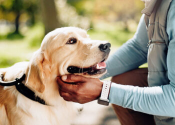 Information Canine Empower Blind Youth By Profession Connections