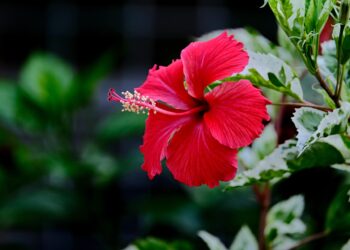 The Price To Show Your Ethnicity And Heritage: Hawaiian Version