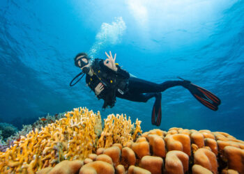 Scuba Diving With Anxiousness: How I Nonetheless Acquired Licensed