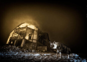 Wildlife Photographer of the Yr 2025, the successful photographs