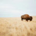 How bison ‘reawakened’ the world’s oldest nationwide park